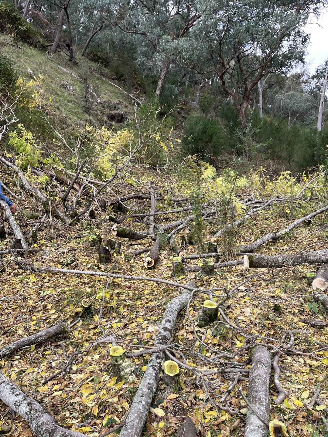 Trees treated with cut-and-paste herbicide and felled trees in a cleared area